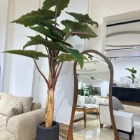 درختچه آلوکازیا مصنوعی مبلمان ژاکوبی آمل