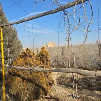 باغ-2500-متری-بارده-پسته-و-انار-نزدیک-جاده-آب-شرب