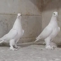 کبوتر لوتی|پرنده|تبریز, |دیوار