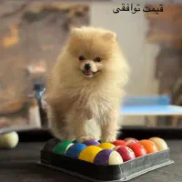 توله سگ پامرانین