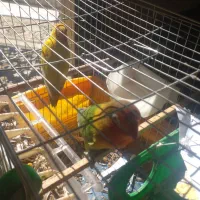 طوطی برزیلی مولد|پرنده|دهگلان, |دیوار