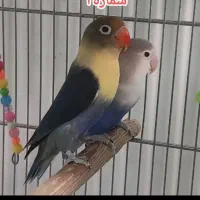 طوطی.  برزیلی  نژاد. پاربلو.  فیشر . رزیکولیس