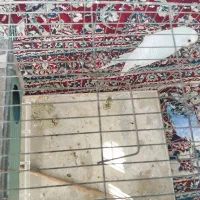 مرغ عشق|پرنده|قم, محمد آباد|دیوار