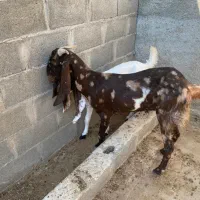 بز درگ باکستانی درجه یک قیمت 20 مقطوع|حیوانات مزرعه|بندر کنگان, |دیوار