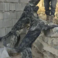 توله سگ سرابی|سگ|بهارستان, |دیوار