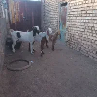 ۲راس بز یک بزغاله نر بزها هر دوتا آبستن هست