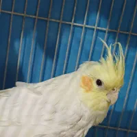 عروس هلندی ماده