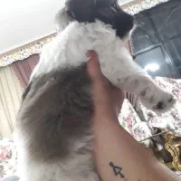 سگ سیتزو مینیاتوری