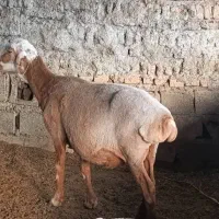 گوسفند آبستن، میش،قوچ تخمی