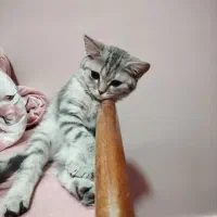 گربه بریتیش چین چیلا