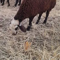 بره گوسفند