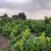 باغ انگور کمال آباد معاوضه هم میشود