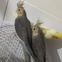 تعدادی جوجه عروس هلندی نر و ماده