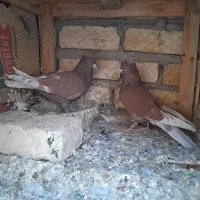 ۳تانرسرخ      ارسال هم دارم