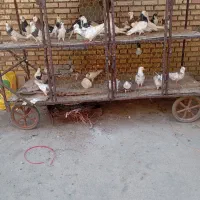کبوتر|پرنده|بندر ماهشهر, |دیوار