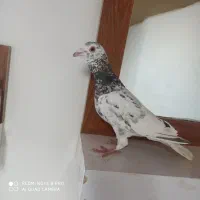 پرنده
