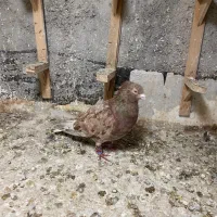 سار دم سفید صید