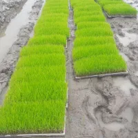 توم باکس نشاهاشمی گرم