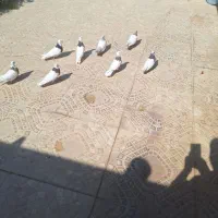 کبوتر طوقی