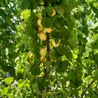 فروش فوری باغ۱۰۰۰ متری زردآلو|فروش دفتر صنعتی، کشاورزی، تجاری|آباده, |دیوار