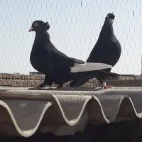 زاغ تیرسفید(زاغ هفت رنگ)،قزوینی|پرنده|قم, کلهری|دیوار