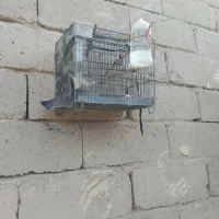 سهره نر|پرنده|زاهدان, |دیوار