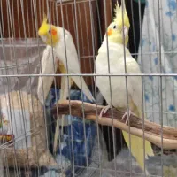 جفت عروس هلندی مولد|پرنده|دزفول, |دیوار