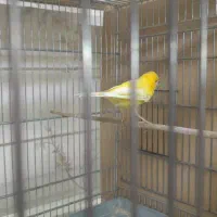 قناری نر قرص بخون|پرنده|اسلامشهر, شهرک مهدیه|دیوار