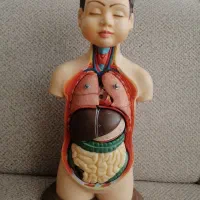 مولاژ آناتومی بدن انسان