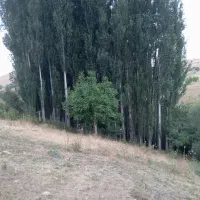 فروش درخت صنوبر|گل و گیاه طبیعی|الیگودرز, |دیوار