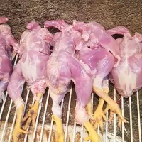 اشغال گوشت جهت خوراک حیوان