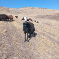 قوچ کله سفید ۴ساله