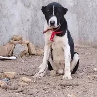 سگ نرواگذار