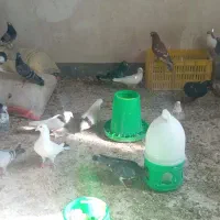 کفترفروشی|پرنده|درمیان, |دیوار