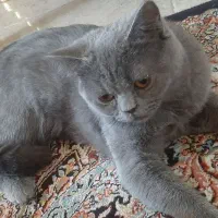 گربه نژاد دار نر