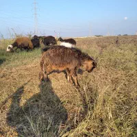 نر بزغاله فروشی|حیوانات مزرعه|فاضل آباد, |دیوار