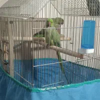 طوطی ملنگو جفت