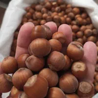 فروش فندق پاکسازی شده بدون خرابی و پوچی و سیاهی|خوردنی و آشامیدنی|رشت, بازار|دیوار