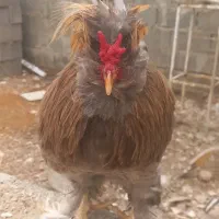خروس سلطان معاوضه با ،غاز