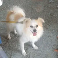 سگ پاکوتاه|حیوانات|بجنورد, |دیوار