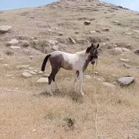 مادیون یه سال به فروش می‌رسد
