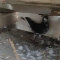 .راست سیاه|پرنده|برازجان, |دیوار