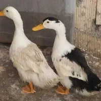 اردک