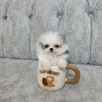 پامر خرسی مینیمال