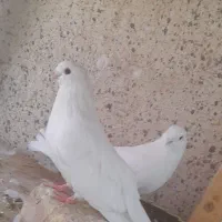 یک جفت کبوتر کشیده و نوک ریز