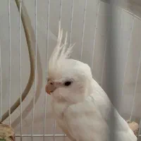 عروس هلندی سخنگو|پرنده|سنگر, |دیوار