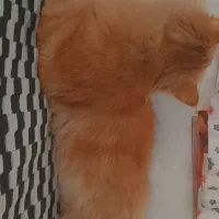 پرشین|گربه|آزادشهر, |دیوار