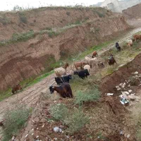 بز آبستن.بره.گوسفند|حیوانات مزرعه|گرگان, |دیوار