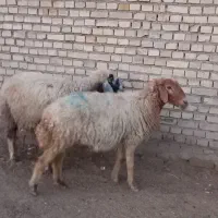گوسفند مظاریع.   گاو بز بره
