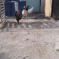 جوجه|حیوانات مزرعه|بهبهان, |دیوار